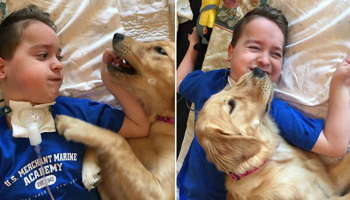 뇌성마비 소년 위해 매일 침대 찾아와 노는 ‘천사’ 리트리버