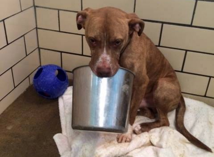 외로운 유기견의 유일한 친구는 ‘양동이’