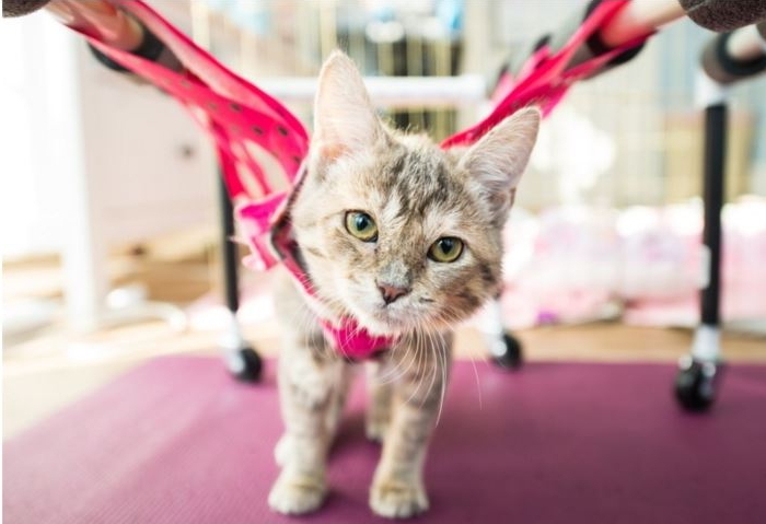 고양이 탁아소서 ‘재활 치료’ 받는 아픈 길냥이들 (영상)