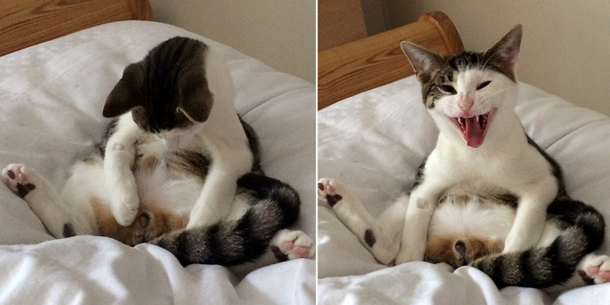 Кастрированный кот до и после