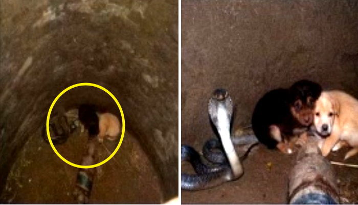코브라 굴에 빠진 새끼 강아지…잠시 뒤 벌어진 놀라운 일