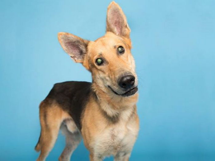 홀로 보호소에 남은 장님 강아지 입양한 부부