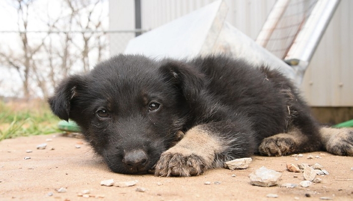 걷지 못하는 강아지는 사람을 보자 온몸으로 기어왔다 (영상)
