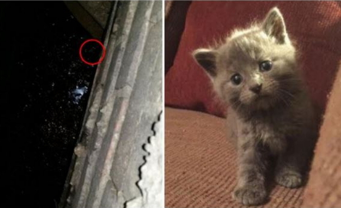 빗물 배수구서 ‘기적’처럼 구조된 아기 고양이 (사진)