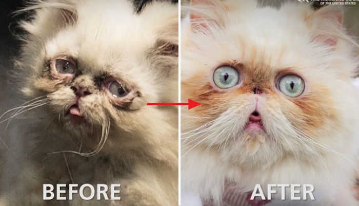 더러운 농장서 구조된 뒤 미모 되찾은 ‘코 없는 고양이’