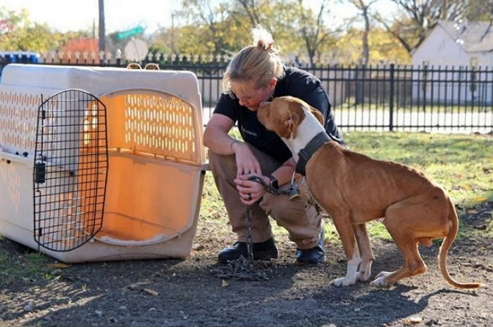 핏불은 자신을 구해준 여성에게 키스를 멈추지 않았다 (영상)