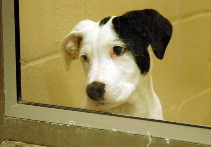 입양돼 먼저 떠나는 친구 바라보는 유기견의 슬픈 눈망울