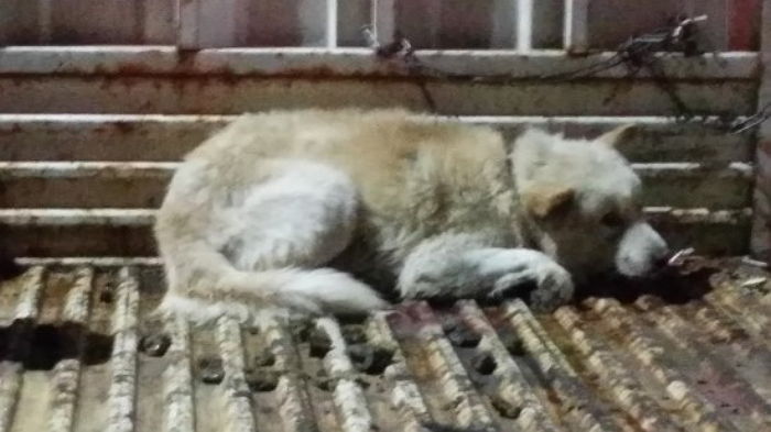 주택가 한복판에서 진돗개 잡아먹으려 ‘도끼’ 휘두른 남성