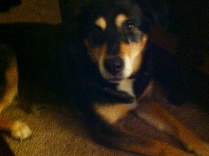 주인과 정 떼기 위해 구석진 곳으로 숨은 반려견