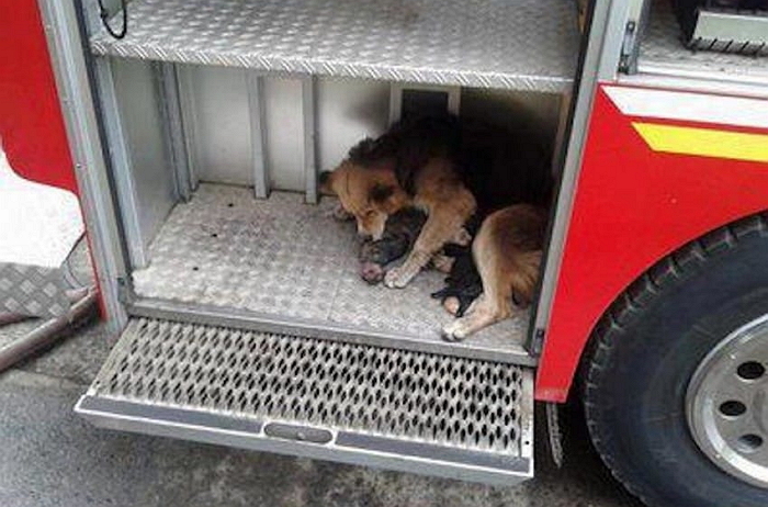 엄마 강아지가 화재 현장서 새끼 구하고 한 행동
