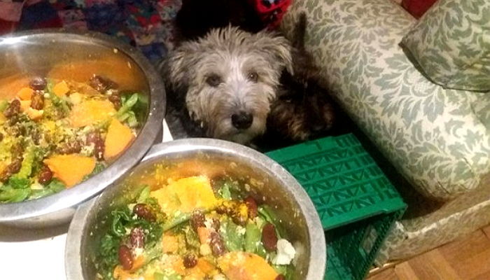 채식주의자 엄마 때문에 ‘풀’만 먹고 사는 강아지들