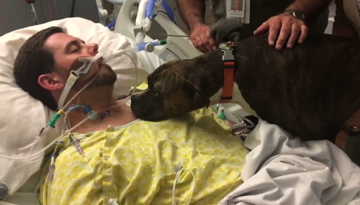 죽어가는 주인에게 작별인사 하려고 병실 찾아온 강아지