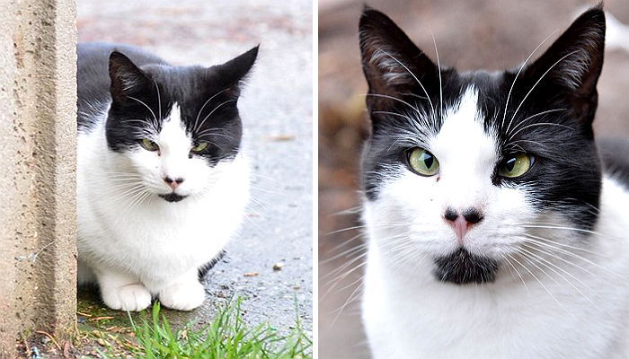 못생긴 외모 때문에 버림받은 ‘사시’ 유기묘