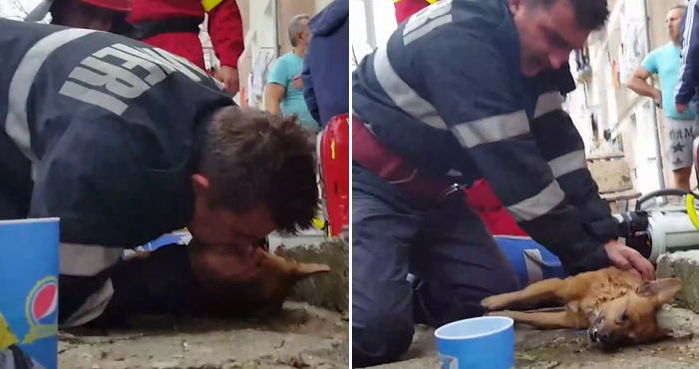 화재현장서 숨 멎은 강아지 인공호흡으로 살린 소방관 (영상)