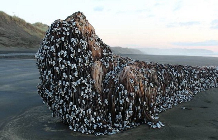 “이게 뭘까요?” 해변서 발견된 ‘외계(?)’ 생명체