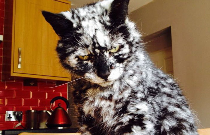 나이 들면서 생긴 ‘흰털’이 온몸 뒤덮은 검은 고양이