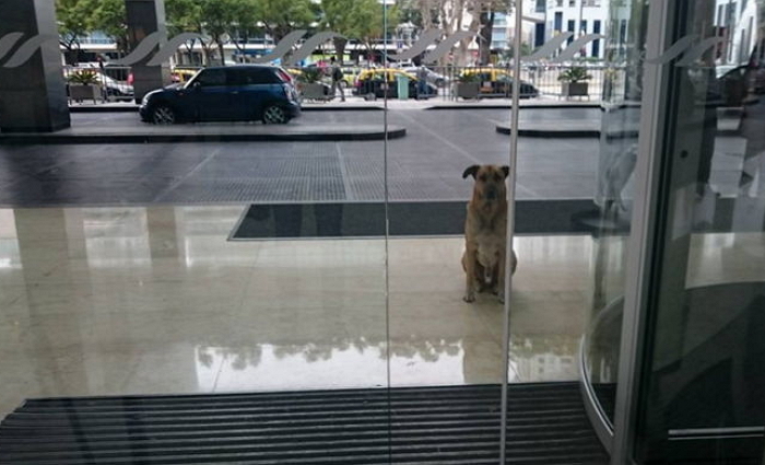 주인되어 달라며 ‘6개월’간 여성 기다린 유기견