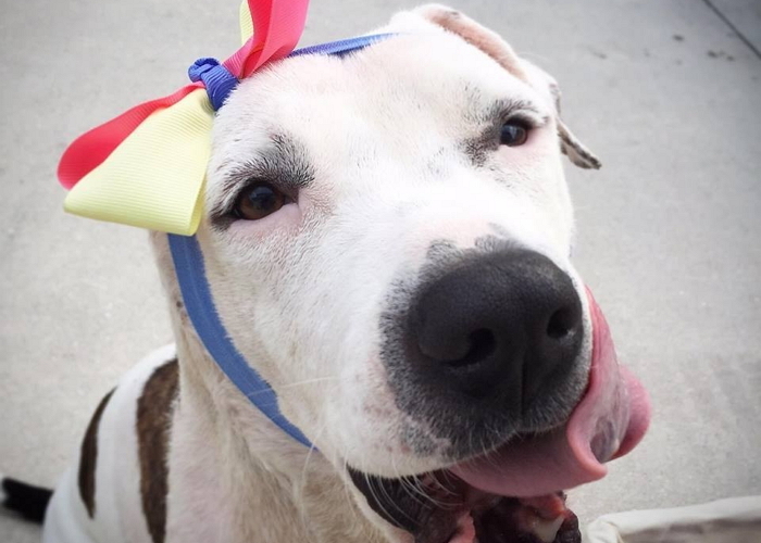 투견장서 ‘귀 잃은’ 강아지가 전세계에서 받은 ‘선물 상자’