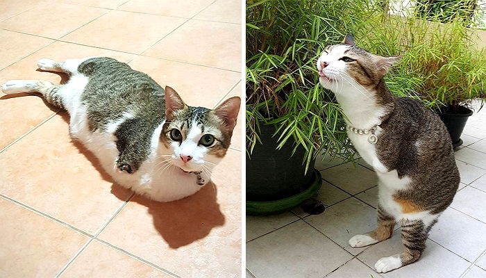 사고로 앞다리 잃은 후 ‘캥거루’처럼 걷는 유기묘