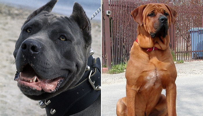 세상에서 가장 ‘전투력’ 높은 강아지 TOP 10