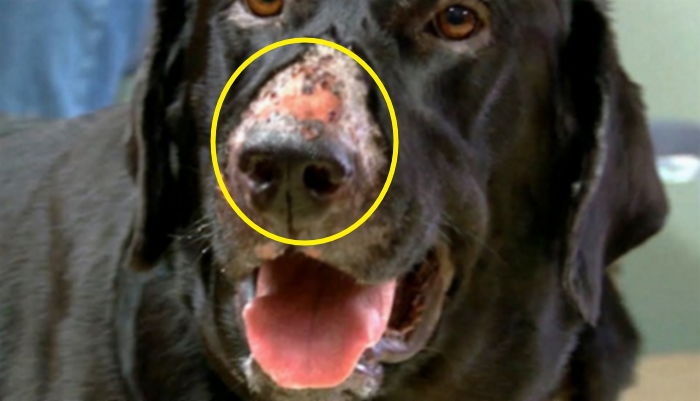 원인 모를 치명적인 ‘희귀병’ 걸려 피부 벗겨지는 강아지