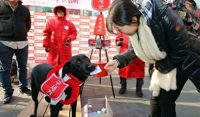 명동에 깜짝 등장해 돈 모금하는 구세군 멍멍이 (사진)