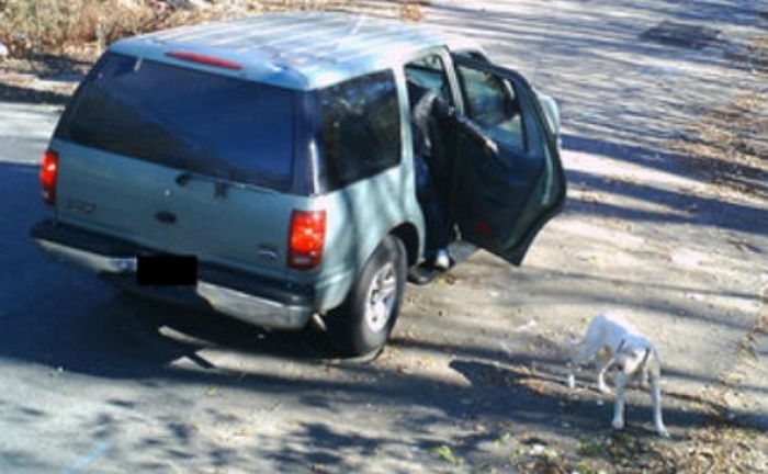 반려견은 자신을 버린 주인을 포기하지 않고 쫓아갔다