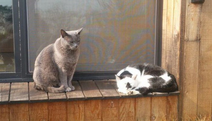 충남도지사 안희정이 길냥이를 입양하게 된 사연