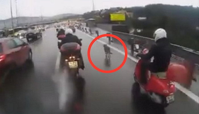 도로에 뛰어든 강아지 위해 보디가드 돼준 남성들 (영상)