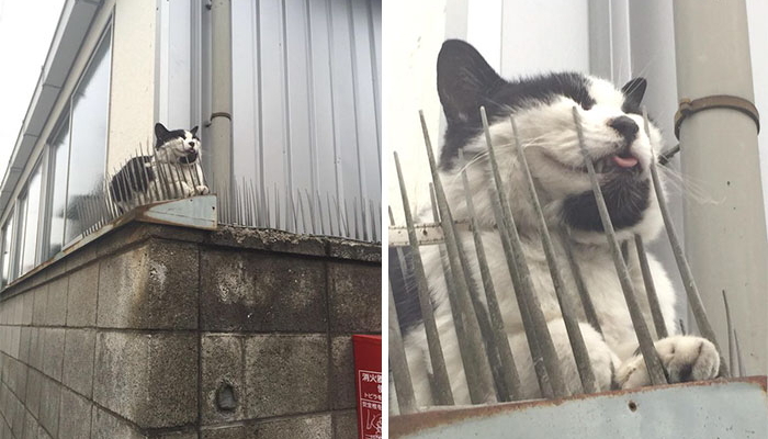 “안 무섭다냥” 창살에 속지 않는 ‘똑똑’ 고양이들 (사진)