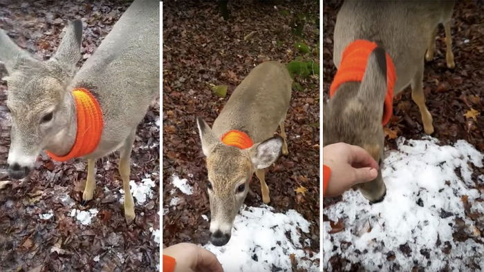 사냥꾼은 같은 사슴을 두 번 만났지만 사냥하지 않았다 (영상)