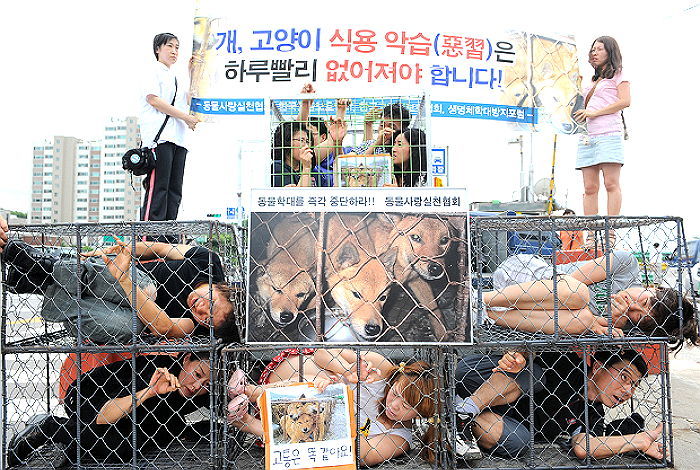 외신에 소개된 한국 모란 시장 ‘개고기 판매 금지’ 협약