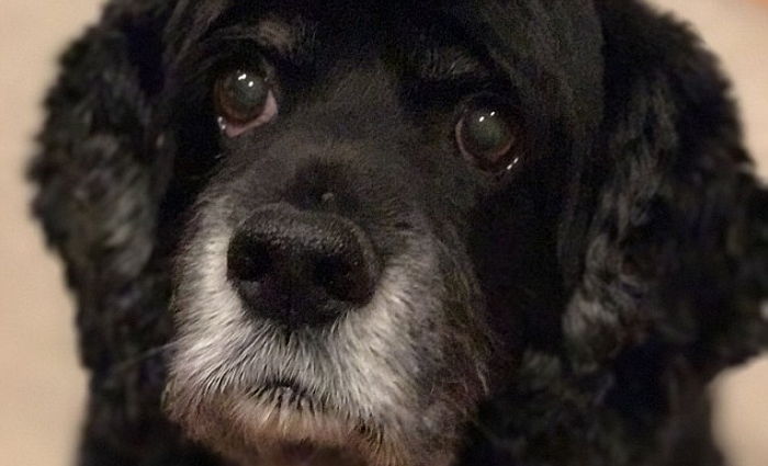 강아지가 ‘스트레스’ 받으면 털이 ‘회색’으로 변한다 (연구)