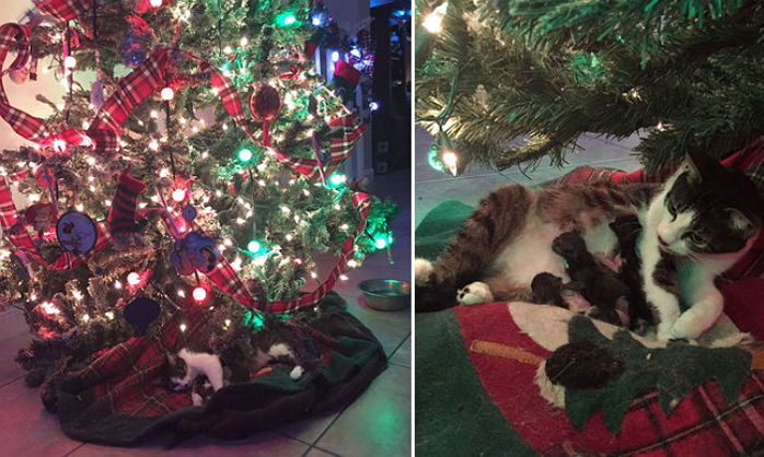 “길에서 구조한 고양이가 새끼 3마리를 낳았습니다”