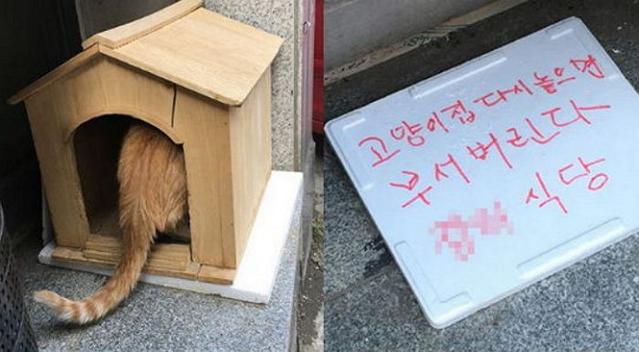 캣맘이 만든 길고양이 보호소 부숴버린 식당 주인