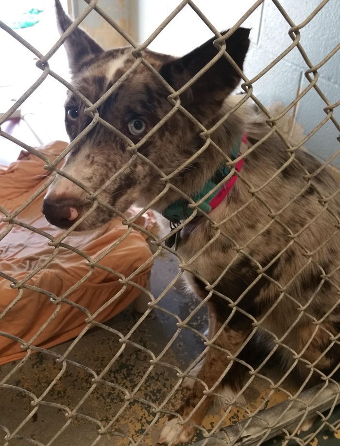 “저도 입양해 주세요” 입양가는 친구 바라보는 강아지의 눈빛