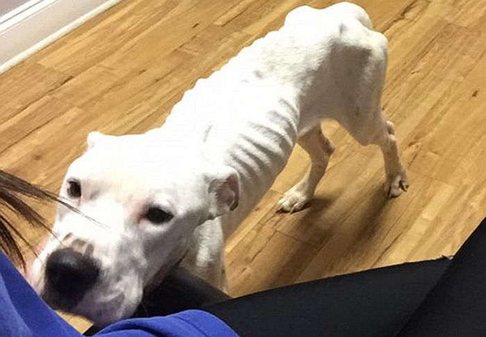 주인에게 버려진 뒤 밥 못 먹어 ‘뼈만 남은’ 강아지