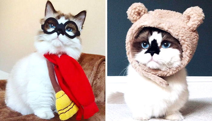 아담한 몸에 땅딸막한 다리가 매력인 ‘먼치킨 고양이’