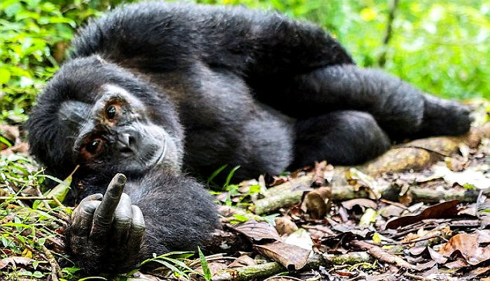 “하.. 그만해라” 졸졸 따라다니는 사진작가에 침팬지 반응