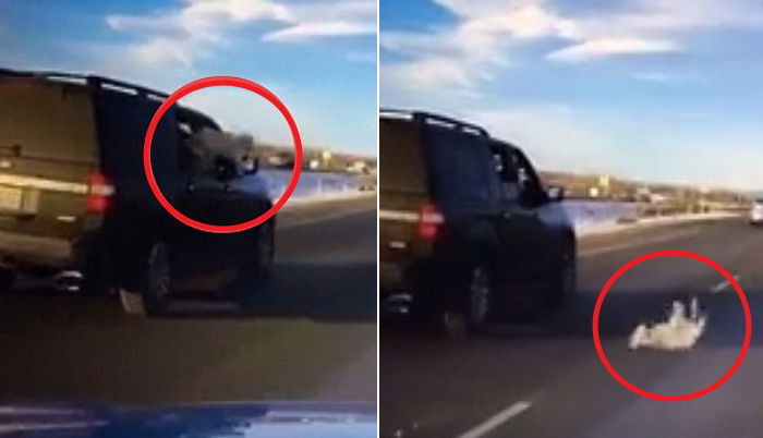 반려견 차에 태우고 창문을 절대 열어두면 안 되는 이유 (영상)