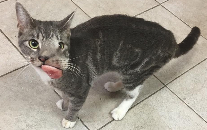 악성 종양으로 얼굴 잃었던 길냥이가 되찾은 미소