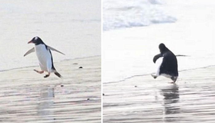 “악 차가워” 찬물입수에 깜놀한 귀여운 펭귄 (영상)