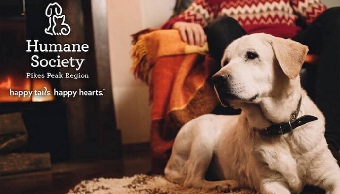 유기 동물 모두 입양 보내고 환호하는 보호소 직원들