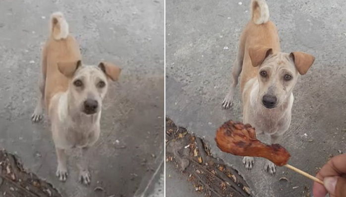‘구걸’한 음식 물어서 배고픈 새끼 먹이는 엄마 강아지 (영상)
