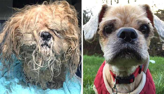 늙었다는 이유로 ‘크리스마스 이브’에 버려졌던 강아지 근황