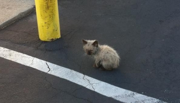 수백 명의 사람들은 울부짖는 아기 고양이를 외면했다