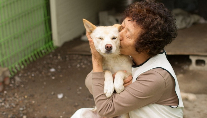 한국 ‘개고기 시장’서 구조한 200마리 강아지 돌보는 여성