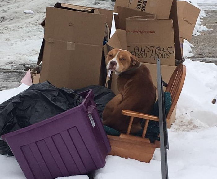 ‘쓰레기 더미’에 버려진 강아지는 이사 간 주인을 끝까지 기다렸다