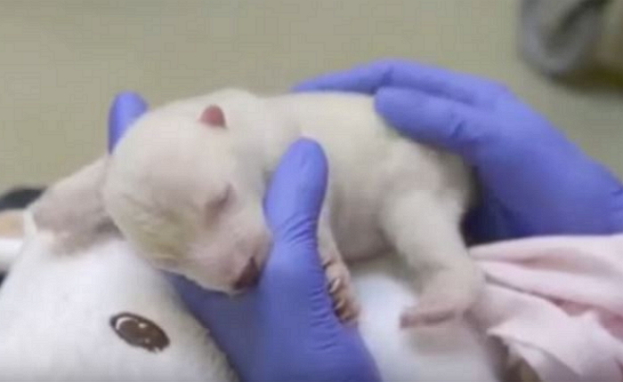막 태어난 아기 ‘북극곰’의 동물원 적응기 (영상)