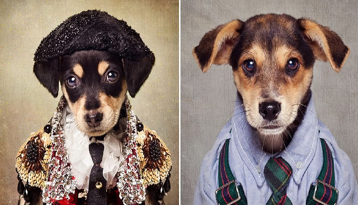 새해맞이 꽃단장하고 ‘입양 화보’ 찍은 멍멍이들 (사진)